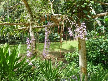 wild sweetsop,bulls heart,bullocks heart,ox heart,سیب کاستارد.